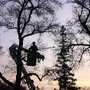 Photo of Northern Tree Co