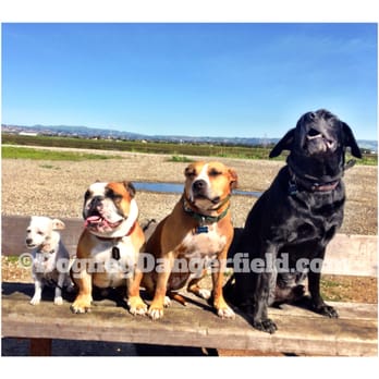 Dogney Dangerfield - We don't discriminate at Dogney! We take em any size or color! - Dog Walkers Near Me