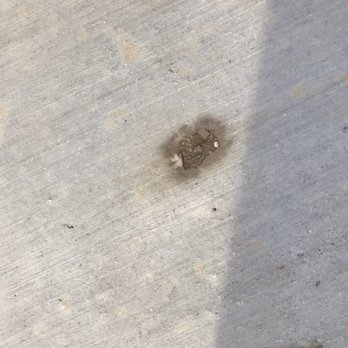Allied Outdoor Solutions - Marks from leaves and blades of grass sealed into the concrete. - Masonry/Concrete Near Me - Austin, Texas