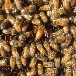 Santa Cruz Bee Company - Her majesty!