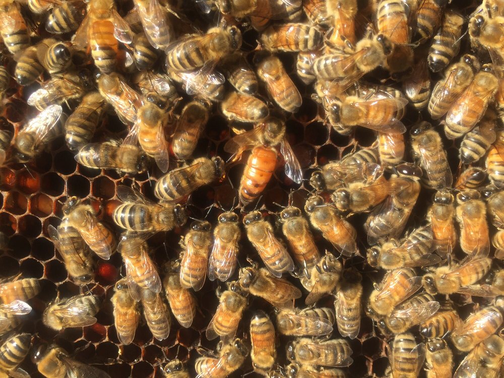 Santa Cruz Bee Company - beekeeping in Santa Cruz, CA