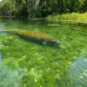 Crystal River Kayak Company - manatee in the Crystal River - Rafting/Kayaking Near Me - Crystal River, Florida