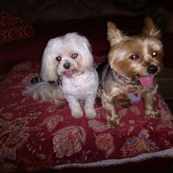 The Pet Parlor Mobile - Pet Groomers Near Me
