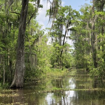 Ultimate Swamp Adventures - Saw beautiful areas of swamp - Tours Near Me - Westwego, Louisiana Ultimate Swamp Adventures - Saw beautiful areas of swamp - Tours Near Me - Westwego, Louisiana
