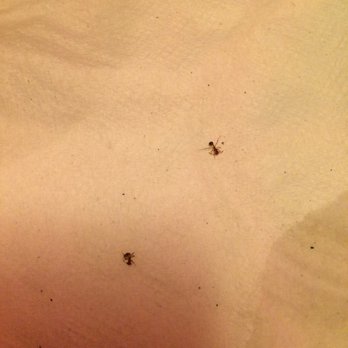 Texas Roadhouse - Ants we found on table - Steakhouses Near Me - Lubbock, Texas Texas Roadhouse - Ants we found on table - Steakhouses Near Me - Lubbock, Texas
