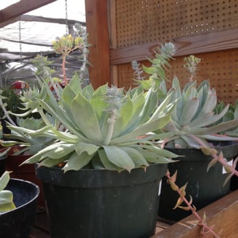 Planter Paradise - Nurseries & Gardening Near Me - El Cajon, California Planter Paradise - Nurseries & Gardening Near Me - El Cajon, California