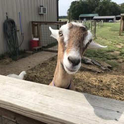 Harmony Lane Farm and Creamery - Goats, they have over 60