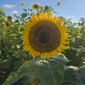 Evans Orchard & Cider Mill - Fruits & Veggies Near Me - Georgetown, Kentucky