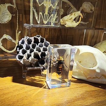 Oddities For Sale - Oregon Oddity Shop. All things spooky, weird, and unique. Curiosities and Oddities For Sale. - Antiques Near Me - Wilderville, Oregon
