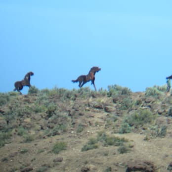 Vantage Horse Sculpture - Local Flavor Near Me