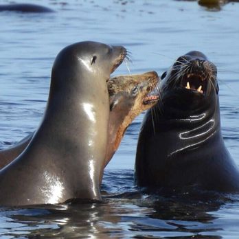 Discovery Whale Watch - Whale Watching Tours Near Me - Monterey, California