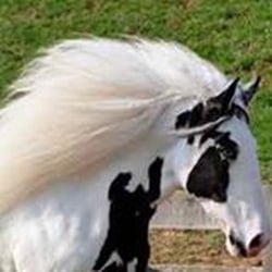 Gypsy CaraVanners - Blue Eyed Gypsy Vanner Mare, Blue Girl, at Gypsy CaraVanners