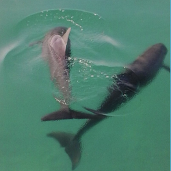Gulf Coast River Charters