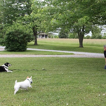 Joyful Dog LLC - Pet Training Near Me Joyful Dog LLC - Pet Training Near Me