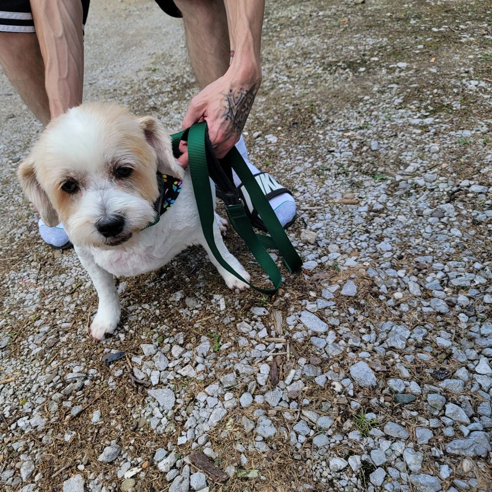 HEAVENLY ANGELS PET GROOMING Updated May 2024 10 Reviews 626 Old