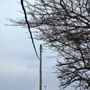 Photo of Tree Solutions