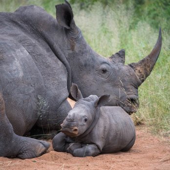Fish Eagle Safaris - Baby rhino with mother - Tours Near Me - Houston, Texas