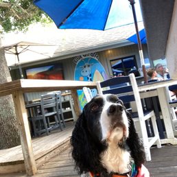 a dog sitting under an umbrella a dog sitting under an umbrella