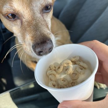 B's Bagels & Butters - Pup cup - Bagels Near Me - Gig Harbor, Washington