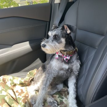 The Divine Canine - Pet Sitting Near Me - Louisville, Colorado The Divine Canine - Pet Sitting Near Me - Louisville, Colorado