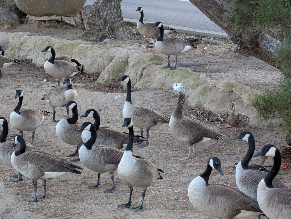 Woodward Park - social services organization in Fresno, CA