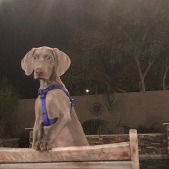 Puppies N Love - Pet Stores Near Me - Gilbert, Arizona Puppies N Love - Pet Stores Near Me - Gilbert, Arizona