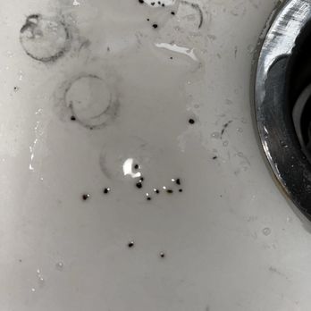 Plumb Zebra - Granules coming out of water line - Plumbing Near Me - Spokane Valley, Washington