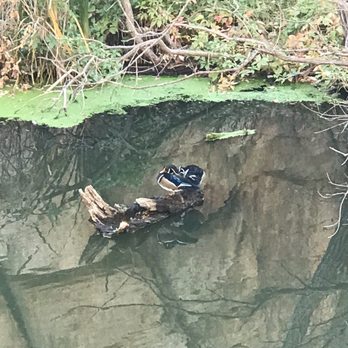 Flume Trail - Ducks - Hiking Near Me - Prescott, Arizona Flume Trail - Ducks - Hiking Near Me - Prescott, Arizona
