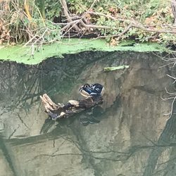 Flume Trail - Ducks