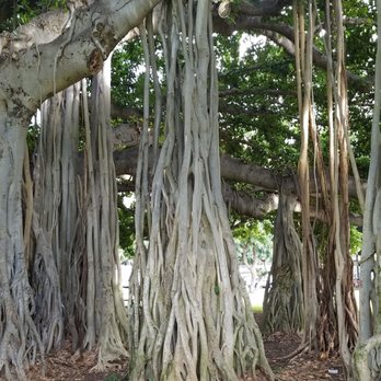 Kapiolani Park - Trees - Parks Near Me - Honolulu, Hawaii Kapiolani Park - Trees - Parks Near Me - Honolulu, Hawaii