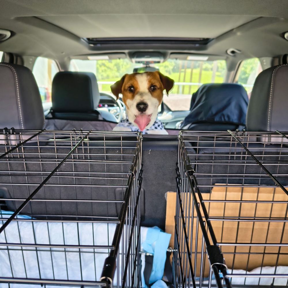 Shear Pawfections - Dad just picked me up from the groomers I'm in the puppy mobile. Milo - Pet Groomers Near Me - Knoxville, Tennessee