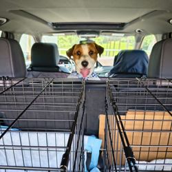 Shear Pawfections - Dad just picked me up from the groomers I'm in the puppy mobile. Milo