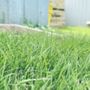 Castillo Grass