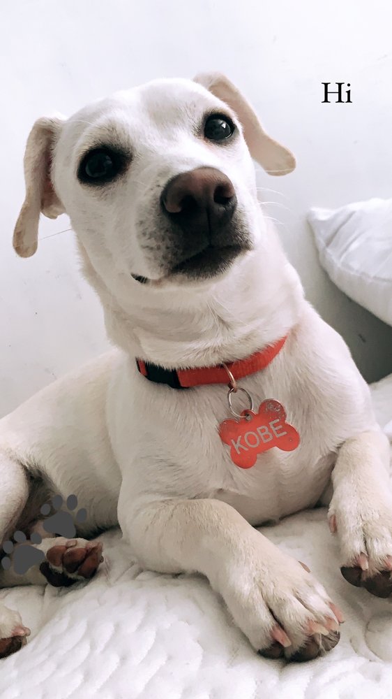 CRITTERS WITHOUT LITTERS 41 Photos & 96 Reviews Pet Services 4300