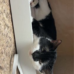 The Vet Clinic of Palm Harbor - My Cat Pablo