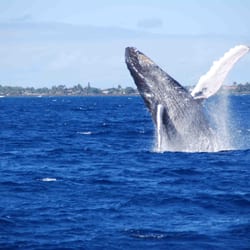 Blue Dolphin Charters - We provide 'hydrophones' on our whale watching tour for you to hear these groups or 'pods' of whales socialize with each other!