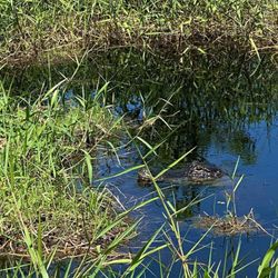 Master Gator Airboat Tours of Palm Beach County - Mama alligator guarding her nest