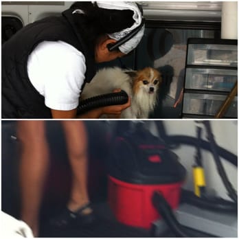 Spago Dog - Drying w/ shop-vac, hose next to skin. Wearing ear protection, extremely loud for people and dogs :( - Pet Groomers Near Me - Oakland, California Spago Dog - Drying w/ shop-vac, hose next to skin. Wearing ear protection, extremely loud for people and dogs :( - Pet Groomers Near Me - Oakland, California