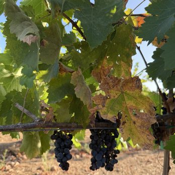 Bernardo Winery - Venues & Event Spaces Near Me - San Diego, California Bernardo Winery - Venues & Event Spaces Near Me - San Diego, California