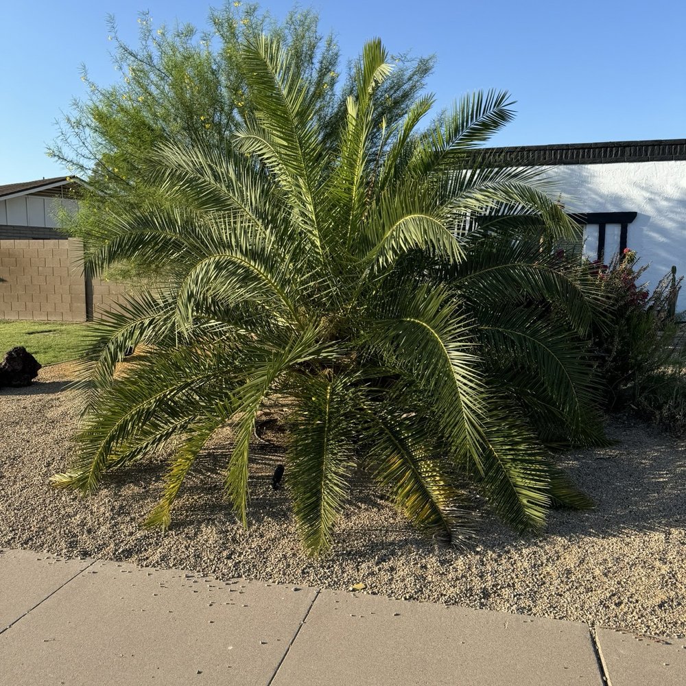 Geronimo Pacheco Landscaping - Landscaping Near Me