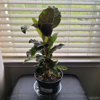 PlantHouse - Nurseries & Gardening Near Me - Richmond, Virginia