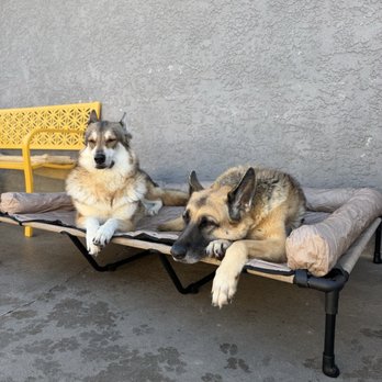 Comfy Home - My babies p - Pet Boarding Near Me - Anaheim, California