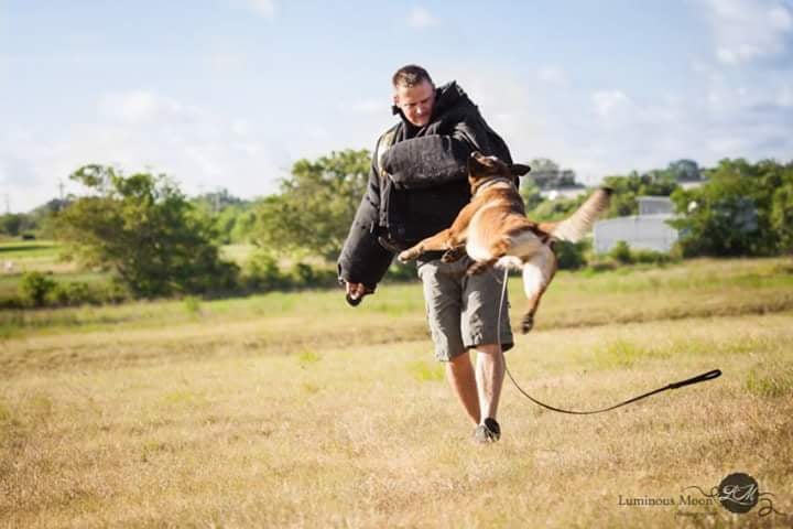 Pacesetter K9 Image