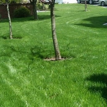 Turning Green - a tree in the middle of a lawn - Tree Services Near Me - Norwalk, Connecticut