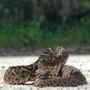 Photo of Dr Critter