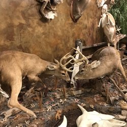 Wally's - Amazing taxidermy