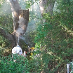 Adkins Bee Removal