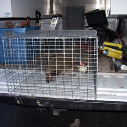 Lakeside Pest Control - Raccoon with mayonnaise jar stuck on head ... it was removed and the raccoon was released with a meal in his belly.