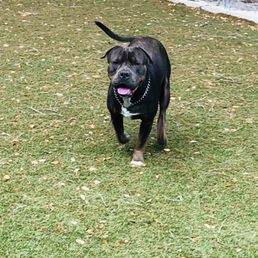 Daily photos that were sent to me everyday of my puppy running around