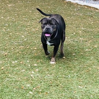 AAA Pet Resort - Daily photos that were sent to me everyday of my puppy running around - Pet Boarding Near Me - Bradenton, Florida